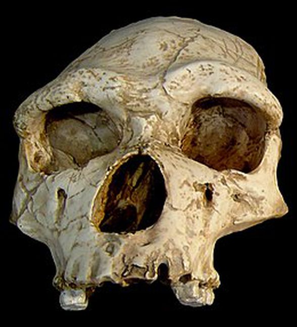 Bir homo erectus fosili