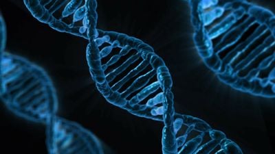 DNA'nın Yapısı Nasıldır? 