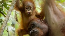 Türler Arası Bebek Şefkati: İnsan Bebeğini Görmeye Çalışan Orangutan