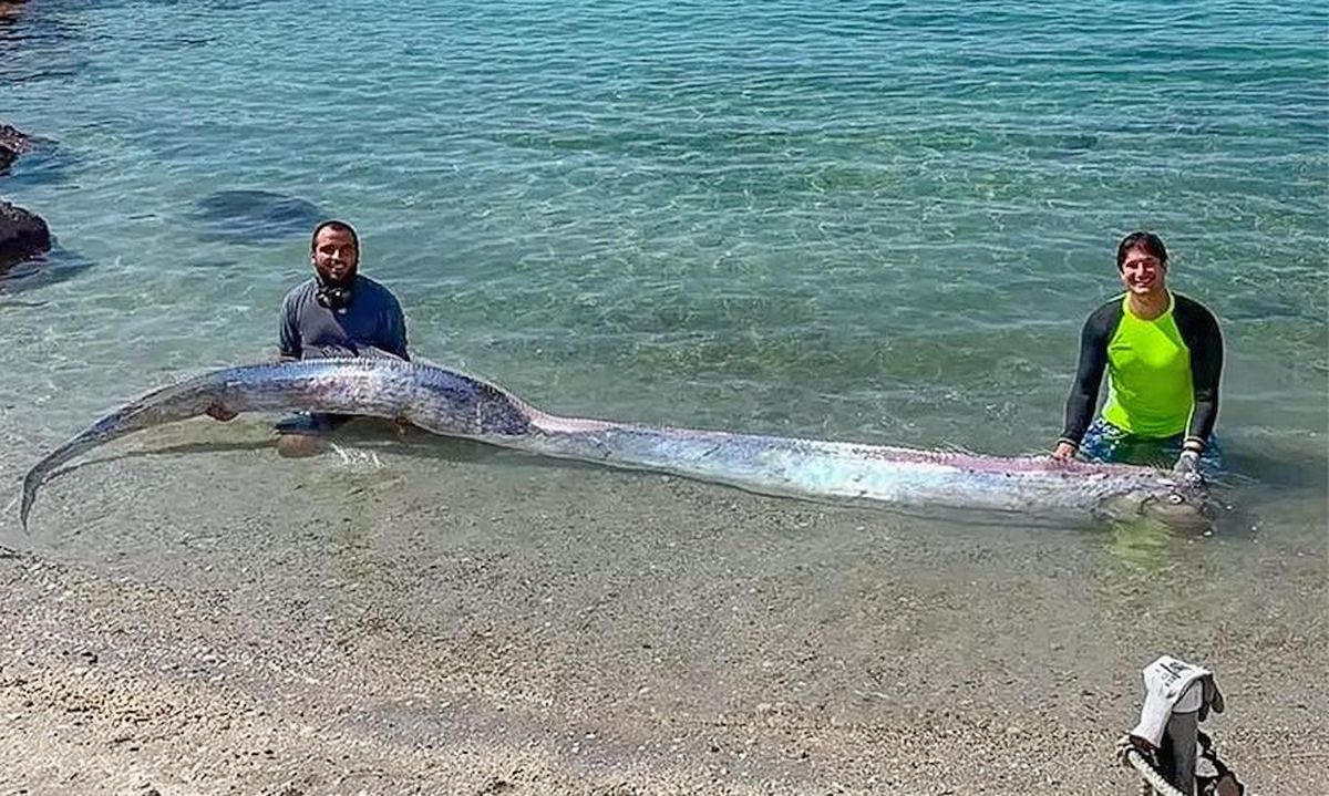 Oarfish Discovery Sparks Earthquake Speculations