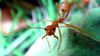 İnsan-Dışı Hayvanların Uyguladığı Yapay Seçilime Örnek: Karıncalar ve Ormandaki 