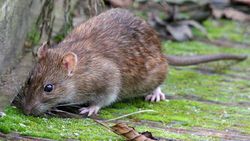 Lağım faresi / Norveç sıçanı, kanalizasyonda yaşadığı için evriminde yüzgeçler ve daha rahat yüzebilmesi için iyi bir kuyruğa sahip olabilir mi?