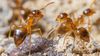 Karıncalarda Sosyal Parazitlik: Böceklerde İşbirliği, Hayvanların Evrimi Hakkında Neler Öğretir?