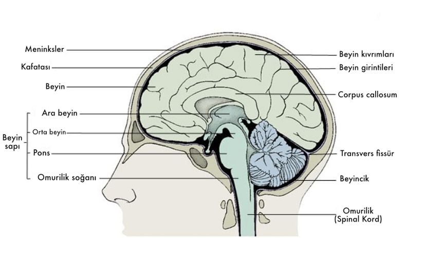 Merkezi sinir sisteminin anatomisi.