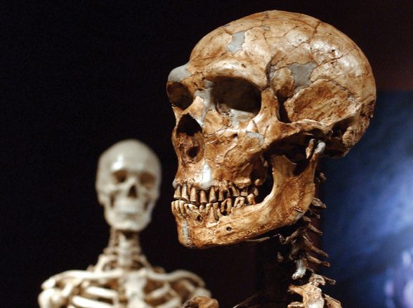 Neandertal ya da Neandertal insanı, günümüzden yaklaşık 200 bin ila 28 bin yıl önce yaşamış insan türüdür. İkili adlandırmada Homo neanderthalensisdir. Fosilleri muhafaza etmeye müsait kireç taşı mağaralarda yaşadıkları için haklarında en fazla bilgi sahibi olunan ve bunun bir sonucu olarak modern kültürde tipik "mağara adamı" kalıbını yaratan tarih öncesi insan türüdür.  Başlığın diğer anlamları için Neandertal (anlam ayrımı) sayfasına bakınız. Pratik bilgiler: Bilimsel sınıflandırma, Binominal adı … Köken bilimi İlk neandertal fosili Almanya'nın Düsseldorf kenti yakınlarındaki Neander vadisinde 1856'da bulundu. Bu nedenle Neandertal ismi verildi. Almanca "tal" ve eski Almanca'da "thal" sözcükleri vadi anlamına gelir