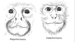 Yeni Dünya Maymunları (Platyrrhini)