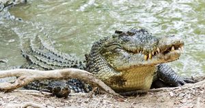 Crocodile Rescued From Sofia Neighborhood Sparks Call For Regulatory Reforms