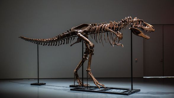 Gorgosaurus iskeleti(bulduğum haber kaynağına göre)