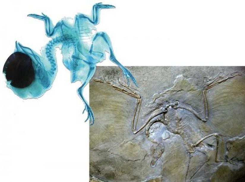 Tavuk Embriyosu ile Dinozor Fosili (Parmak ve kemik sayısı birebir aynı).  Bu bulgu, Science dergisinde 10 Şubat 2011'de yayınlanmıştır.