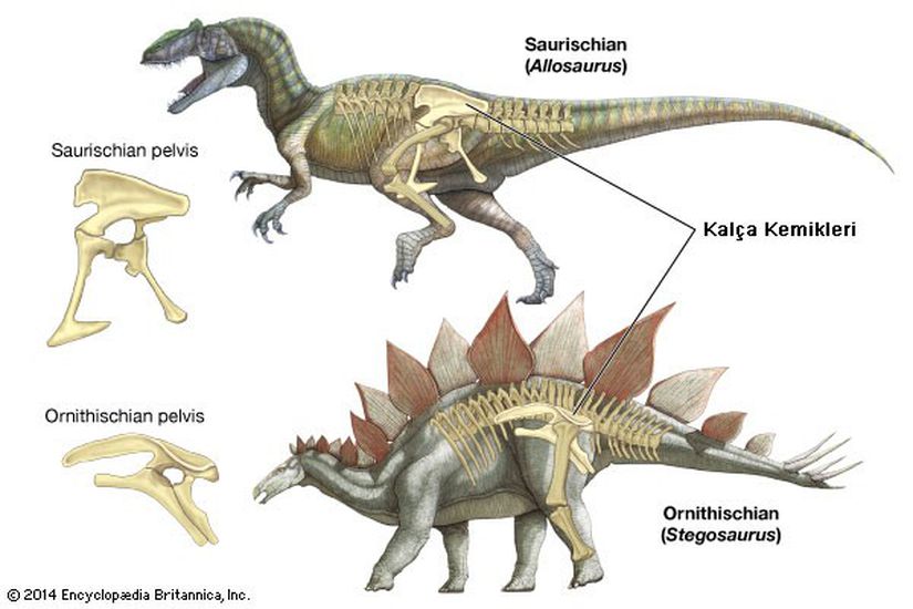 Bilimsel olarak son derece tutarlı bir Deinonychus görseli