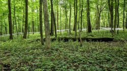 Zorlu İklimlerde Hayatta Kalan Toprak Mikropları, Genç Ağaçların Aynısını Yapmasına Yardımcı Olabilir