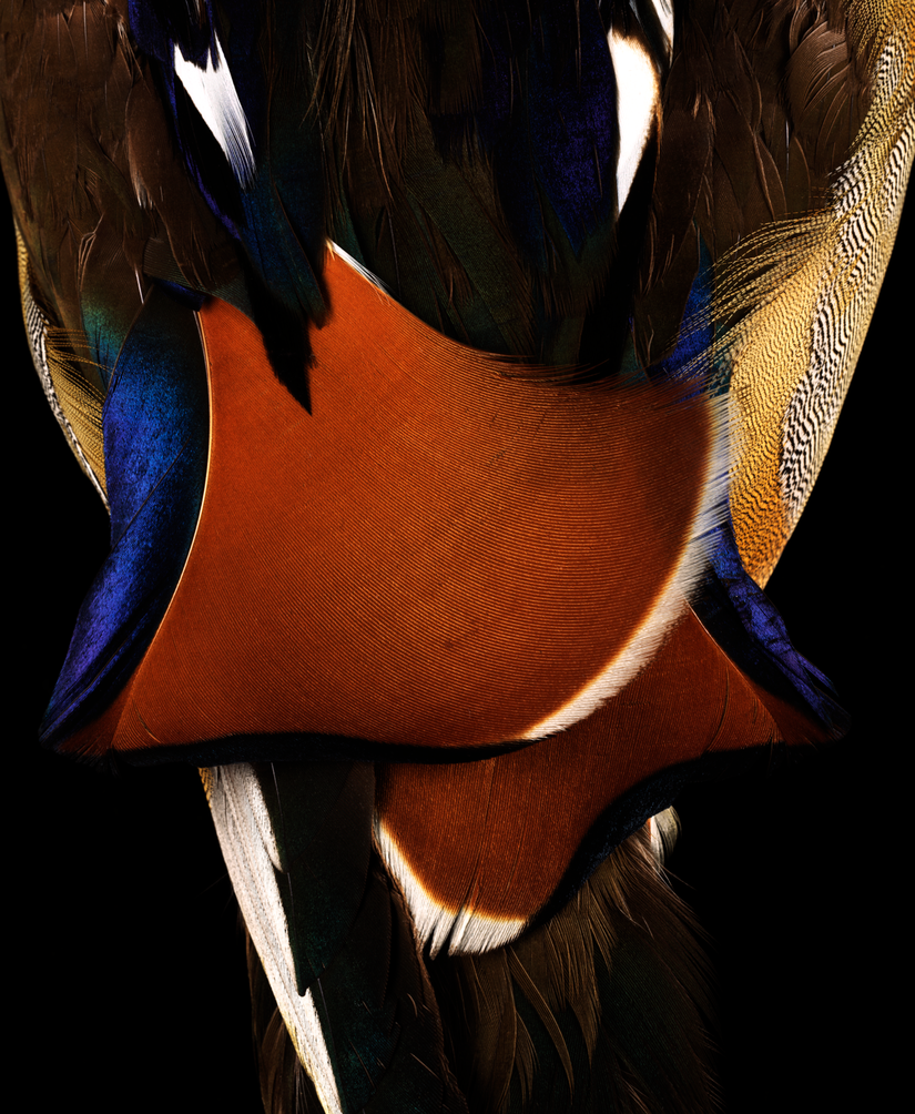 Erkek bir Mandarin ördeği