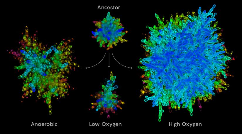 Farklı koşullarda farklı şekillerde evrimleşen Kar Tanesi Mayası örnekleri. En üstteki ata hücre, altta soldan sağa oksijensiz, düşük seviyede oksijen ve yüksek seviyede oksijen içeren ortamlarda evrimleşmiş mayaları görüyorsunuz.