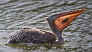 Pelikanlar ve Sıra Dışı Gagaları Hakkında Bilgiler