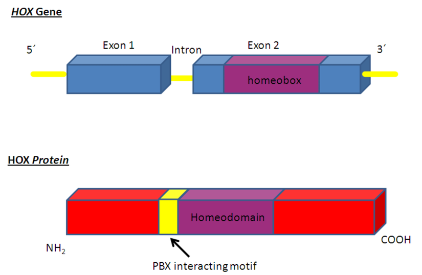 Görselde üst kısımda tipik bir HOX geni gösterilmektedir. Görülebileceği gibi, genin içerisinde "homeobox" adlı bir kısım bulunmaktadır. Bu kısım, o HOX geninin kodladığı protein içindeki "homeodomain" bölgesini kodlar.