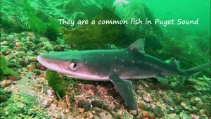 Shark Species Confirmed In Puget Sound Reflect Environmental Changes