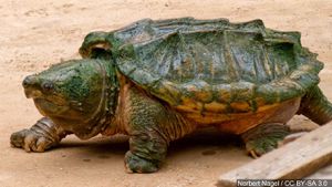 Modern Türleşme: Timsah Sırtlı Kaplumbağalar Yakın Zamanda 3 Türe Ayrıldı!