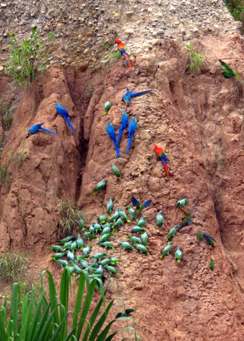 Peru'daki Tambopata Ulusal Parkındaki bir kil kaynağında beslenen çeşitli papağan türleri