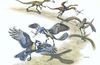 Ara Geçiş Türleri - 3: Sürüngenlerden Kuşlara Geçiş