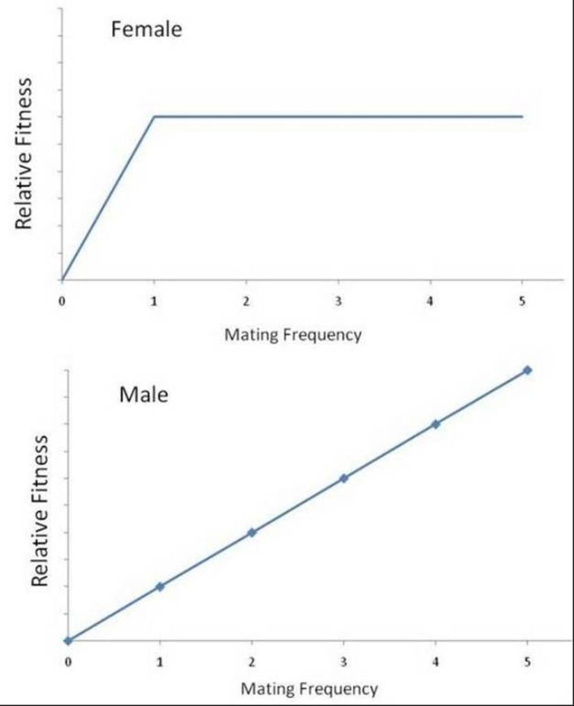 Görsel 2. Bateman prensibi. Grafikler Bateman prensibini göstermektedir. Tek bir çiftleşme ile dişi çiftleşme sıklığı artar ve sonrasında göreceli uyum başarısı sabit kalır, çünkü bir çiftleşmeden edinilen sperm dişi yumurtalarının tümünün döllenmesine yeterlidir. Erkeklerde çiftleşme sıklığı arttıkça göreceli uyum başarısı da doğru orantılı olarak artar. Görsel Hauber & Lacey 2005 çalışmasından değiştirilerek alınmıştır.