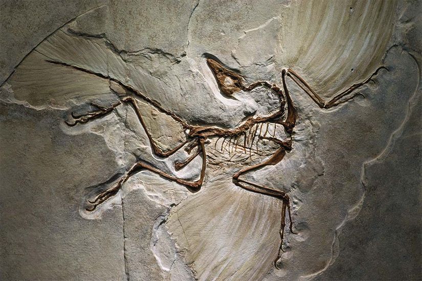 Archaetopteryx fosillerinde tüylerin iz fosilleri net bir şekilde görülmektedir.