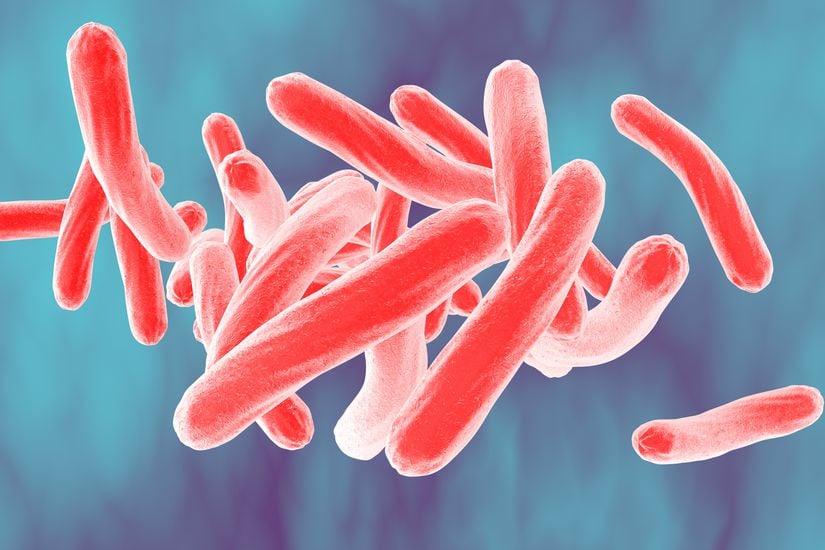 Tüberküloz etkeni Mycobacterium tuberculosis