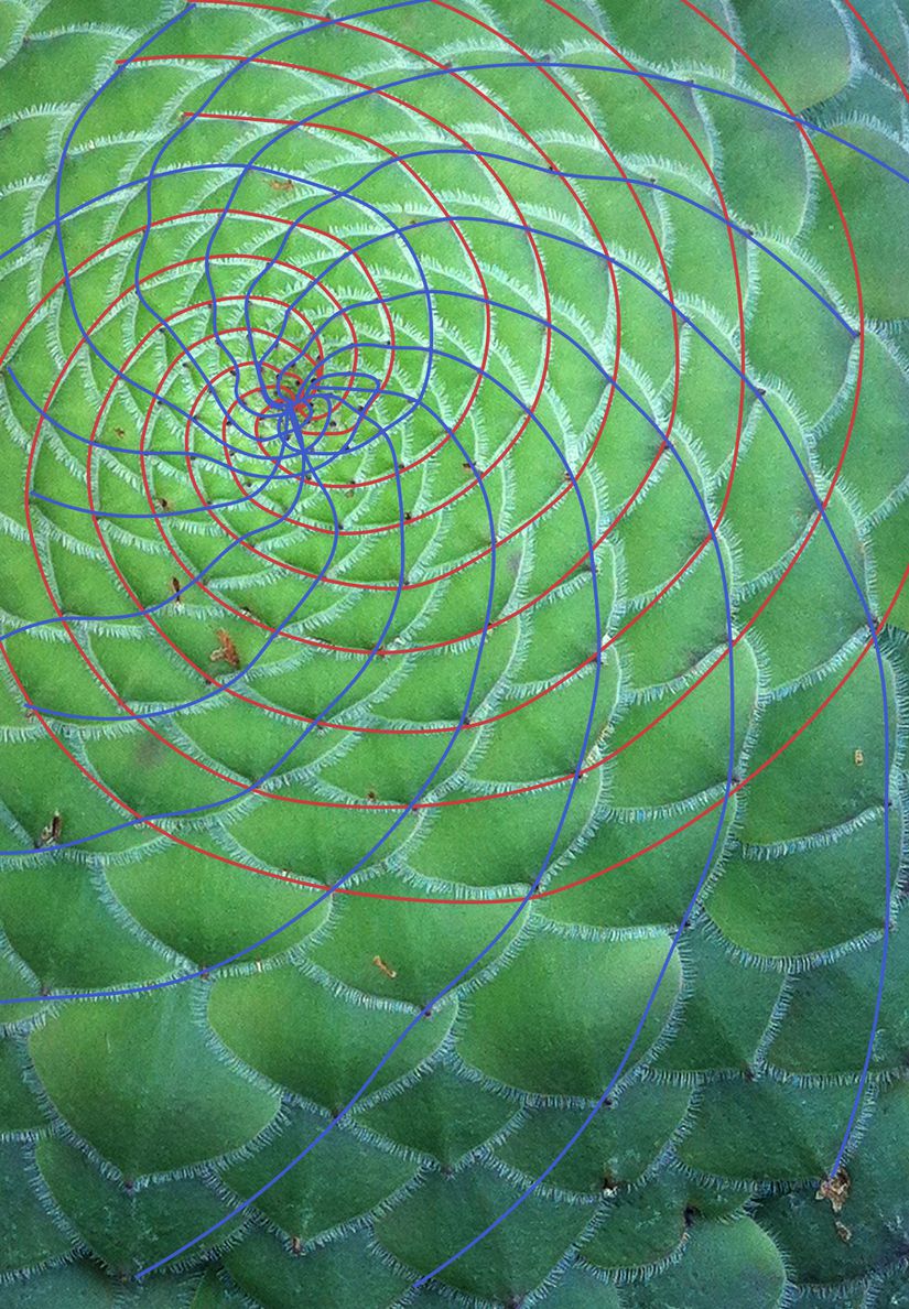 "Aeonium tabuliforme" türü fincan bitkisinde Fibonacci Serisi'ni takip eden, dolayısıyla altın orana yakınsayan spiraller. Saat yönünün tersine olan kırmızı renkli spirallerden 8 adet, saat yönünde olan mavi renkli spirallerden 13 adet bulunmaktadır. Bu iki sayı arasındaki oran 1.625'tir ve altın oranın bir yakınsaması olarak kabul edilmektedir.