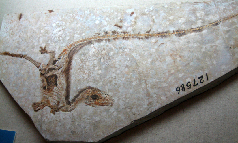 Günümüzden 123 milyon yıl önce yaşamış tüylü bir dinozor olan Sinosauropteryx fosili.