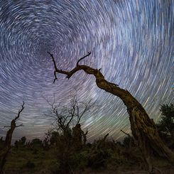  North Celestial Tree 