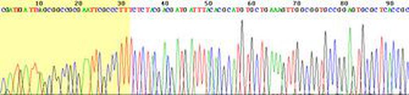 DNA dizilimi verisine bir örnek.