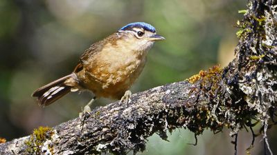 Zehirli Kuş Türleri: Kuşlar, Kendilerini Zehirli Yapan Kimyasalları Nereden Buluyor?