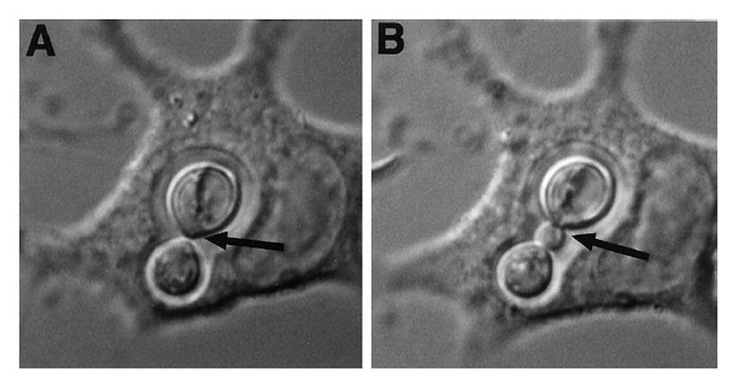 Şekil 1. C. neoformans ‘ın makrofaj hücrelerinin içinde tomucuklanması (Tucker, 2001).
