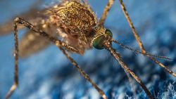Böceklerde Bağışıklık Sistemi Nasıl Çalışır?