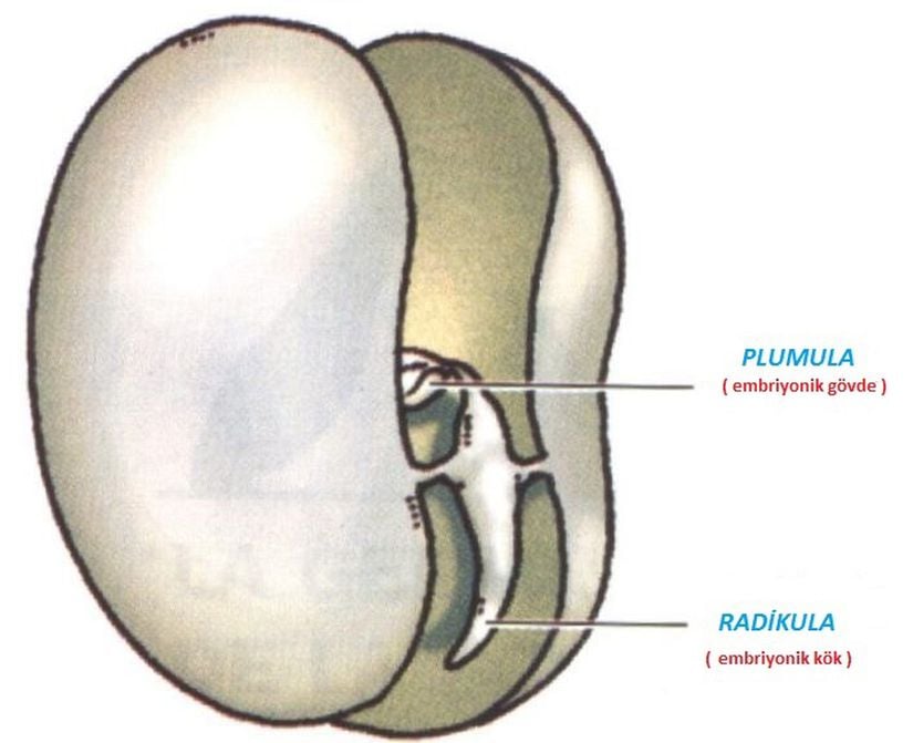 Bir bitkinin tohumundaki radikula ve plumula adlı embriyonik bölgeler.