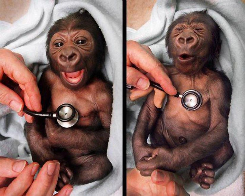 Avustralya'nın Melbourne şehrindeki hayvanat bahçesinde 1999 yılında doğan goril yavrusuna kontrol yapılıyor...  Kontrol sırasında kullanılan stetoskop soğuk olduğu için yavru bir an için irkiliyor. Bu an, kameraya bu şekilde yansıyor...