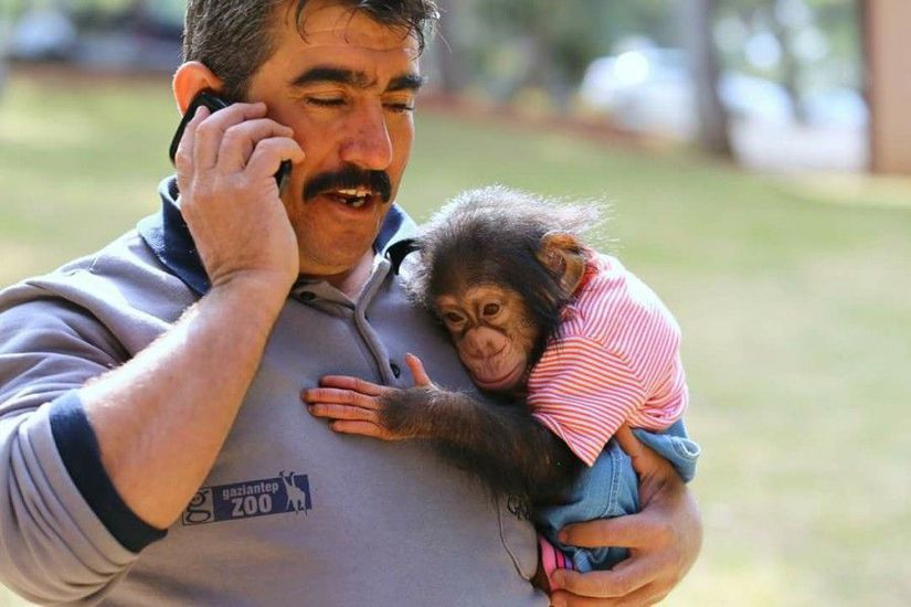 Gaziantep Hayvanat Bahçesi'nde 2014'te dünyaya gelen yavru şempanze... Ne yazık ki anne şempanze yavrusuyla ilgilenmediği için, bakıcısı Nedim Aslan'ı anne olarak kabul ediyor. Bakıcıları ona
