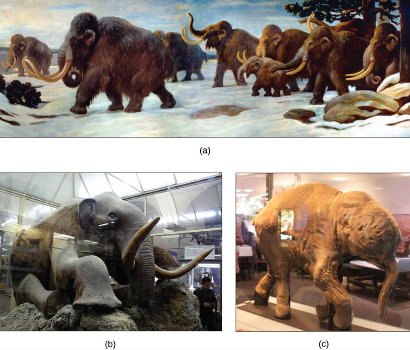(a) 1916 yılında yapılmış, Amerikan Doğa Tarihi Müzesi'nde bulunan mamut sürüsü duvar resmi; (b) Rusya'nın St. Petersburg kentinde, Zooloji Müzesi'nde bulunan dünyadaki tek doldurulmuş mamut; ve (c) 2007 yılında Sibirya'da keşfedilen Lyuba adlı bir aylık yavru mamut.