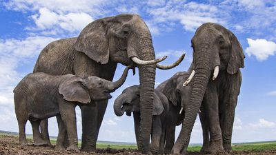 Filler, Bir Yöne Doğru İşaret Edildiğini Eğitilmeden Anlayabilen İnsan Harici Tek Hayvan Türü!