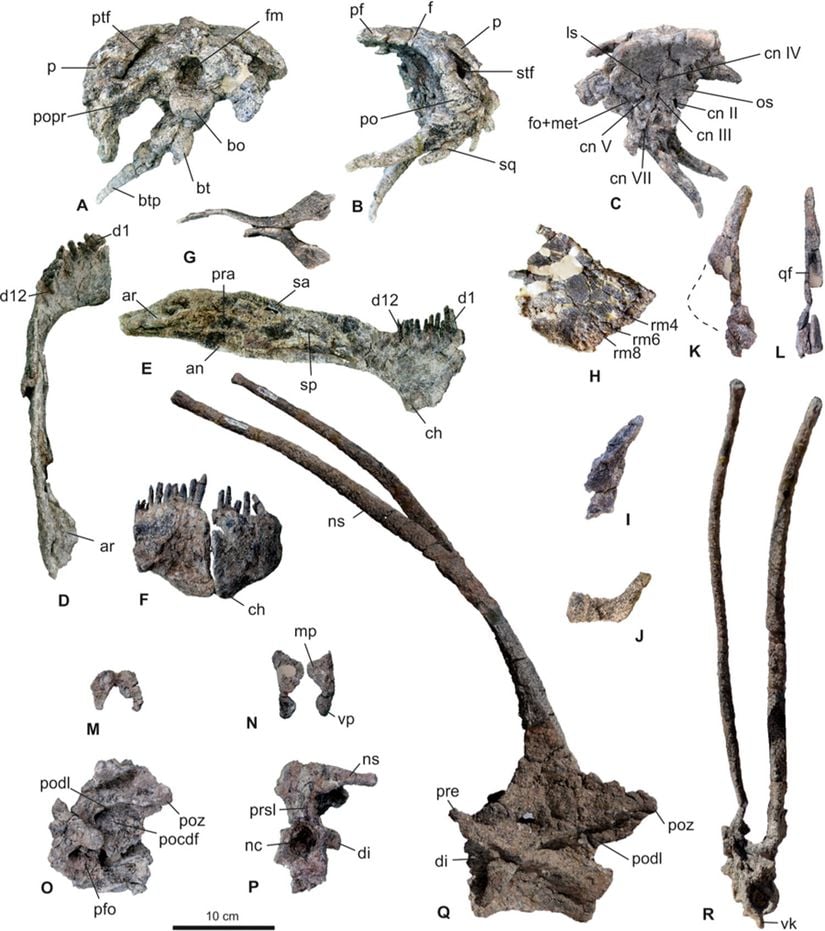 Bulunan Bajadasaurus fosilleri.