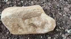 Bu taşta bulunan fosil neye ait?