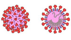 Bir Koronavirüsün Evrimi: Yarasalardan İnsanların Akciğerlerine SARS-CoV-2 Nasıl Evrimleşti?