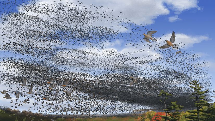 İnsanların gazabına uğramadan önce yolcu güvercinleri, 3 ila 5 milyarlık büyük popülasyonlarıyla Kuzey Amerika'nın geniş bölgelerinde yaşamlarını sürdürmekteydiler.