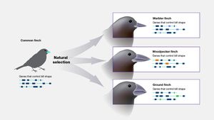 Unraveling The Secrets Of Antisense Gene Evolution